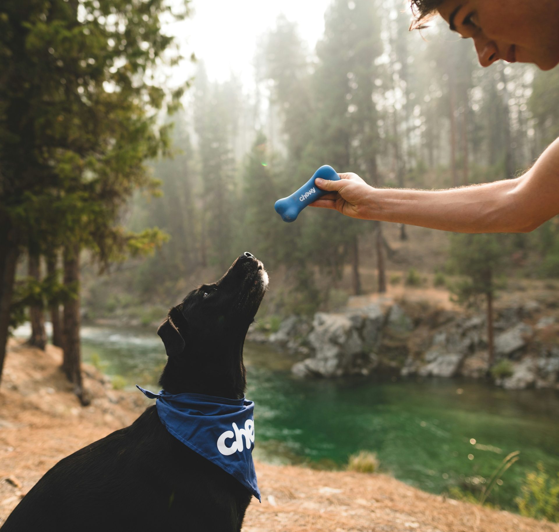 Dog with bandana waiting for toy to be thrown